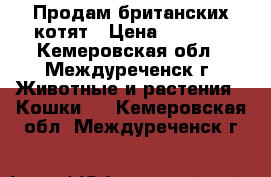 Продам британских котят › Цена ­ 2 000 - Кемеровская обл., Междуреченск г. Животные и растения » Кошки   . Кемеровская обл.,Междуреченск г.